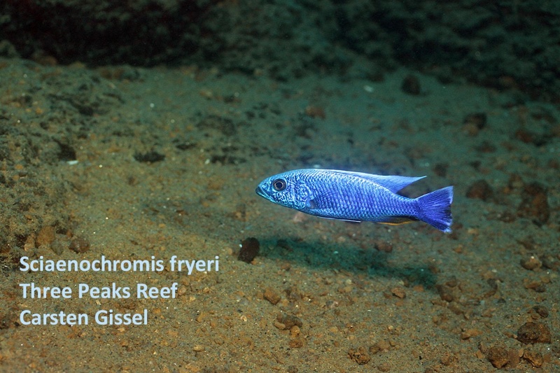 Sciaenochromis fryeri 'Three Peaks Reef'